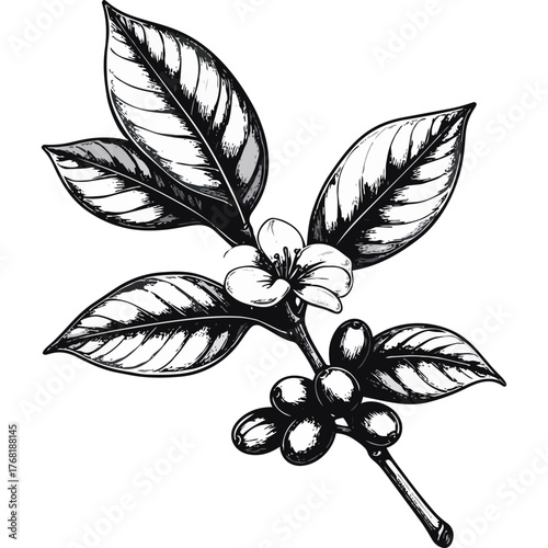 Hand Drawn Coffee Branch with Leaves and Beans Illustration