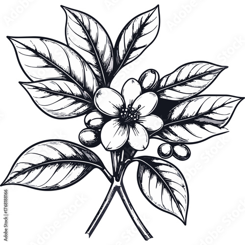 Hand Drawn Coffee Branch with Leaves and Beans Illustration