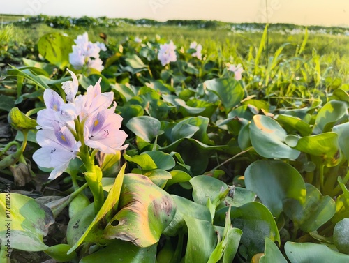 Fotografie Delicate purple water hyacinth flowers bloom in a lush green wetland