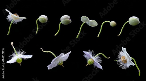 A time-lapse sequence of an elegant flower, from its closing to its slow bloo...