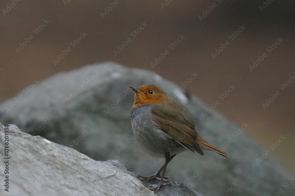 Fototapeta premium 石の上に止まるコマドリ