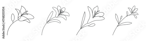 Detailed sketch of crocosmia flowers showcasing delicate petals and stems in monochrome