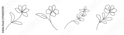 Four delicate larkspur flower line drawings botanical art