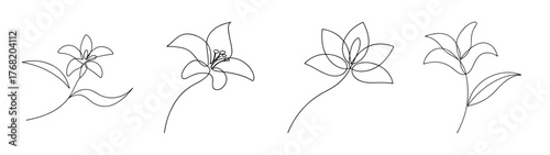 Tricyrtis formosana toad lily flowers delicate and detailed botanical line art