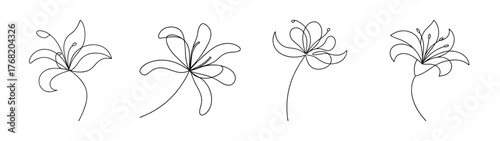Delicate spider lily flower line art collection floral delicate line art botanical