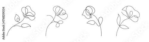 Delicate sketch of sweet pea flowers in bloom with intricate floral details