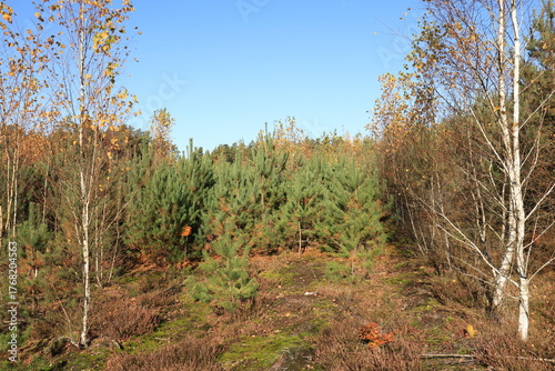 young birches with fallen leaves and young pines grow side by side in autumn, diverse nature in photos, autumn nature photos, Polish nature in autumn, Polish autumn landscapes