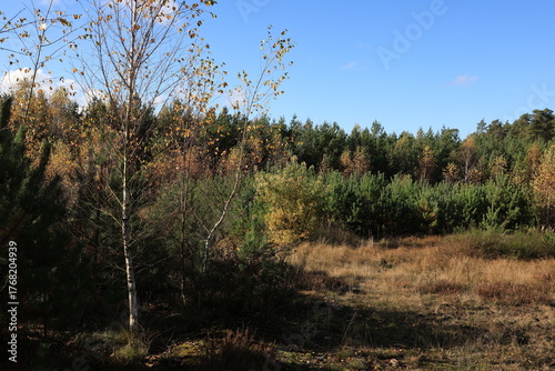 the green of the pine forest is complemented by the yellowed leaves of young birch trees, a beautiful landscape of a young autumn mixed forest, beautiful nature in Europe, European forests, Polish for