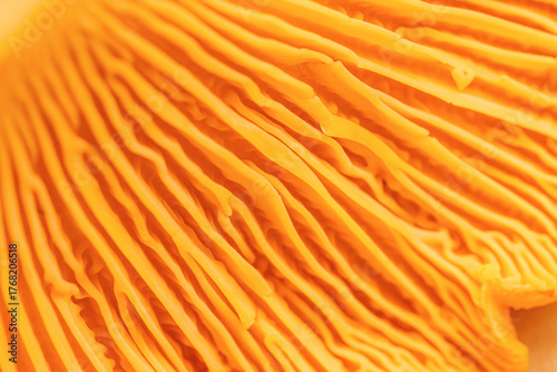 Canvas Print Abstract macro photo nature pattern from chanterelle mushrooms, close up texture of cap fungus