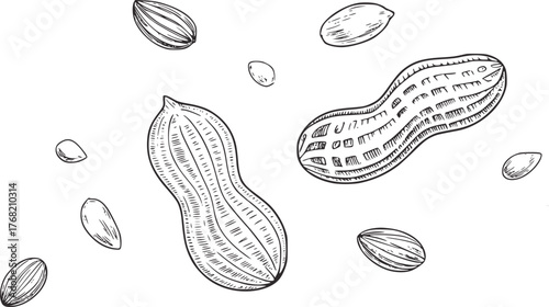 Black and white hand drawn peanuts and seeds illustration