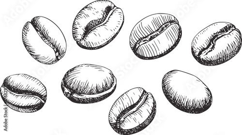 Black and white sketch of coffee beans drawing illustration