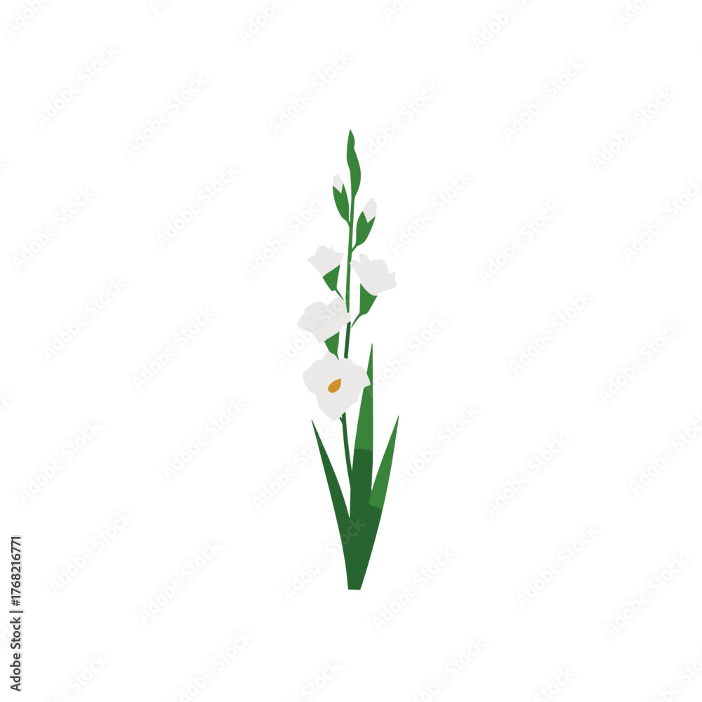 Obraz premium White gladiolus flower stem with green leaves on white background, minimal floral vector illustration