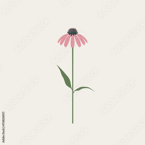 A minimal vector illustration of a pink echinacea flower with drooping petals and two green leaves on a tall stem, against a light cream background.