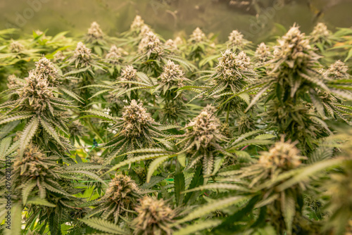 female blossom marijuana SoG Sea of Green net hemp cultivation technique Growing pot indoor bloom stage growth Medical