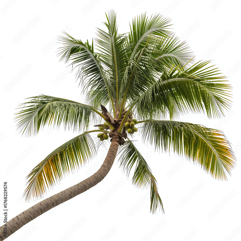 Fototapeta premium Lush coconut palm tree swaying gently in the breeze, Tropical Coconut Palm Tree With Green Coconuts Isolated