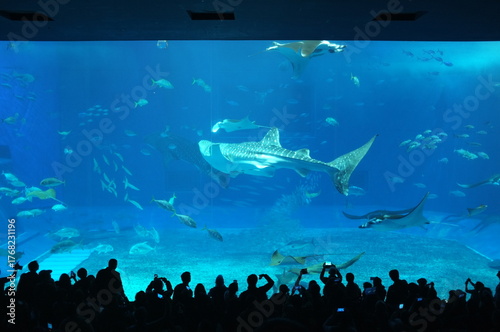 【沖縄】美ら海水族館の水槽