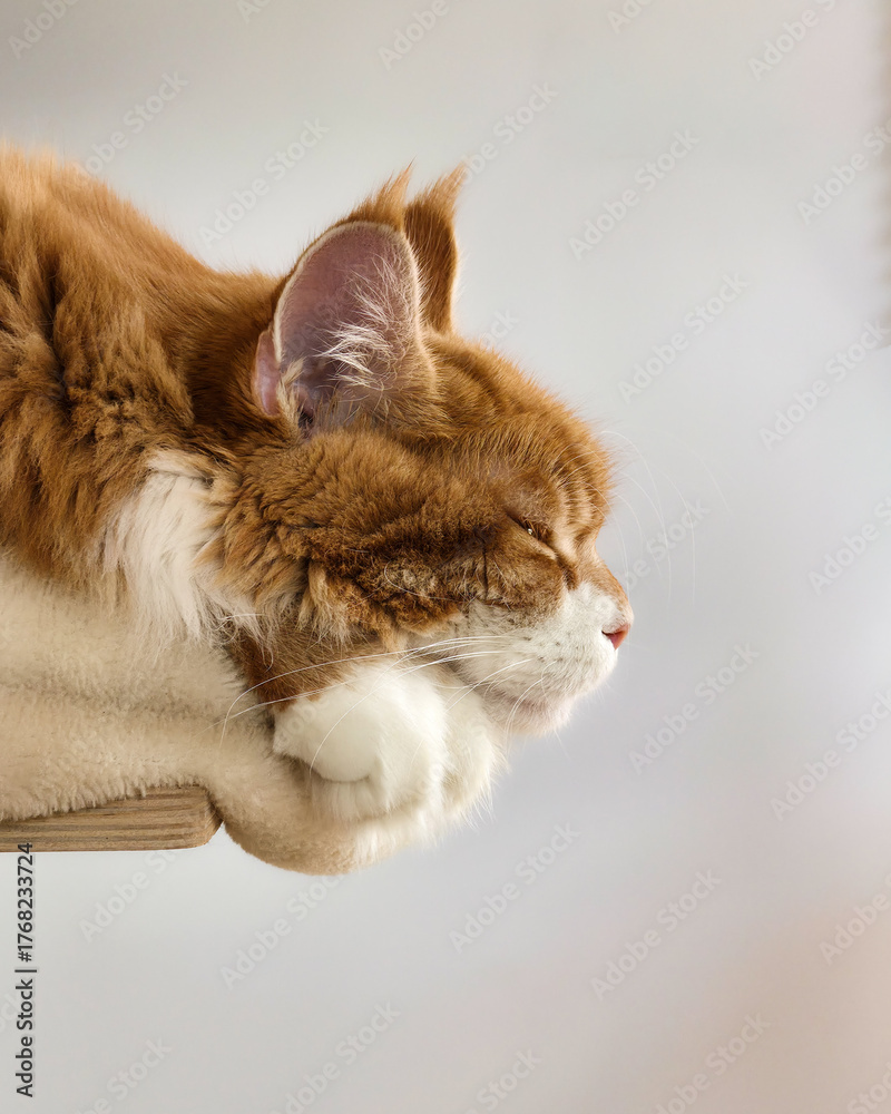 Naklejka premium Ginger cat sleeping profile close-up on bright background