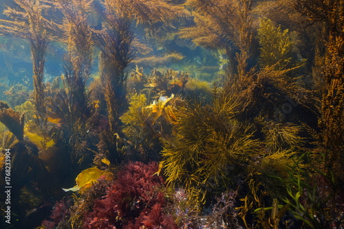 Algae below water surface, underwater seascape in the Atlantic ocean, natural scene, Spain, Galicia