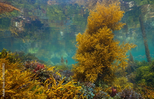 Seaweed underwater below sea surface, Atlantic ocean, natural scene, Spain, Galicia