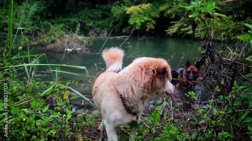 4K footage of a small gray dog sitting at the edge of a natural pond, watching a German Shepherd joyfully playing in the water. The scene captures happiness, companionship, and the beauty of animals i