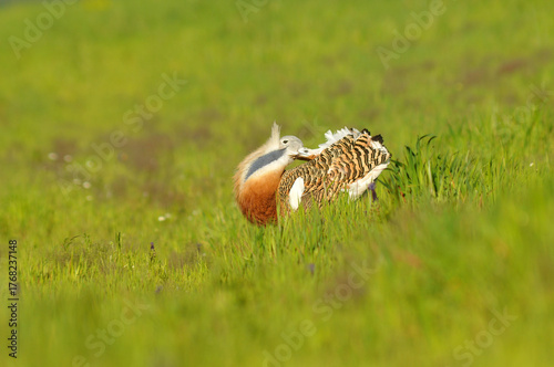 avutardas en primavera