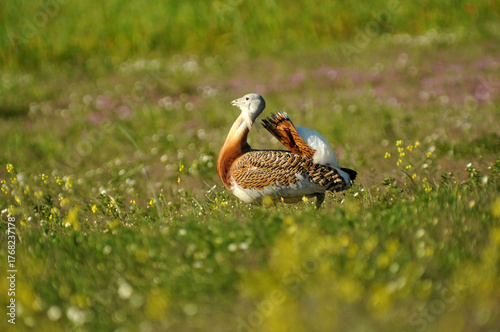 avutardas en primavera