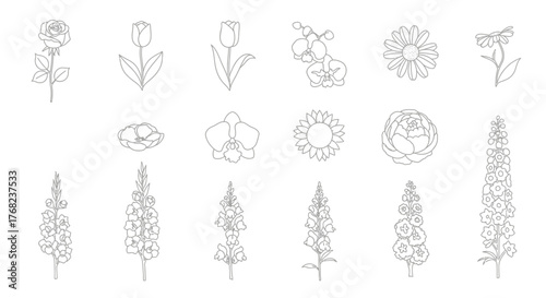 Elegant floral line art collection, featuring diverse flower species in minimalist style