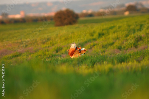 avutardas en primavera