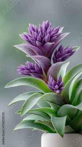 Close Up Macro Photo of Purple Bromeliad Flower with Green Succulent Leaves and Water Droplets Isolated on Gray Background