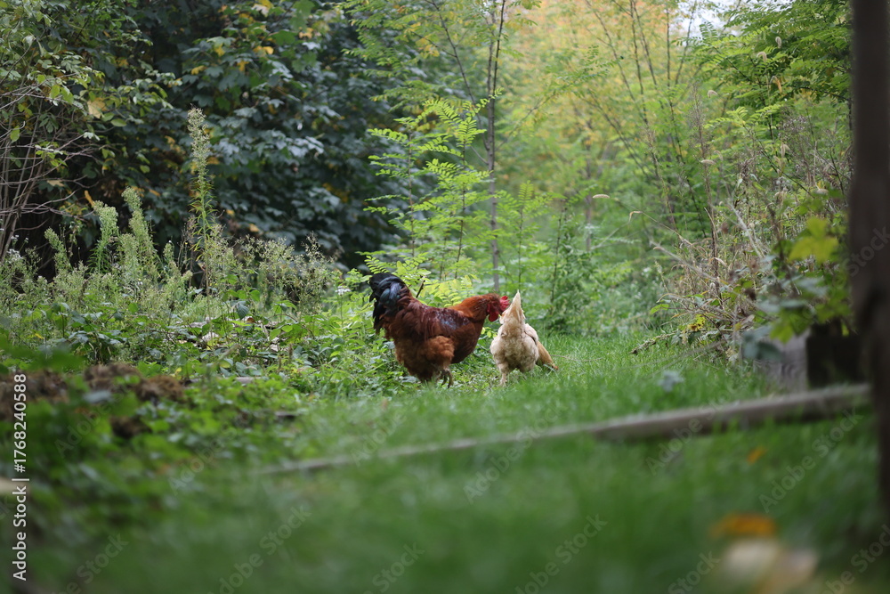 Fototapeta premium Rooster in the garden looking for food, rural area