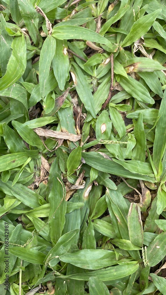 Obraz premium Green Grass with Healthy and Wilting Leaves in Natural Outdoor Setting