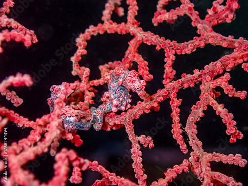 Pygmy Seahorse on Sea Fan