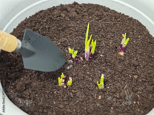 Shallot or Red onion getting sprout in soil with shovel ready to scattered the soil