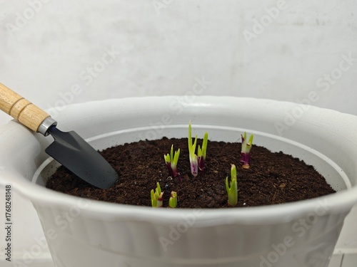 Shallot or Red onion getting sprout in soil with shovel ready to scattered the soil