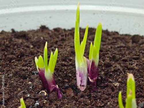 spring onions growing in soil