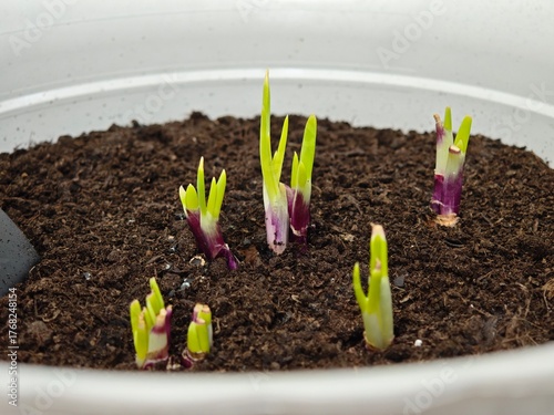 young Shallot plant in soil