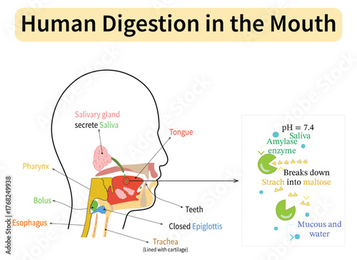 Human Digestion in the Mouth and Pharynx. Anatomy and Physiology of Initial Food Digestion. Salivary Amylase Breaking Down Starch into Maltose. Medical Vector Illustration
