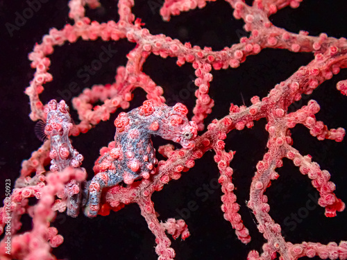 Close-Up of  Pygmy Seahorse  on a pink Sea fan