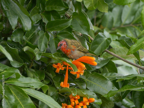 Cute red bird perching on tree with orange creeper plant 