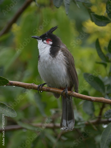 Red Whiskered Bulbul perching in natural environment 