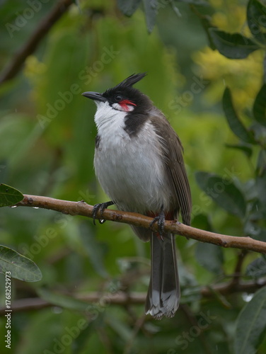 Red Whiskered Bulbul perching in natural environment 