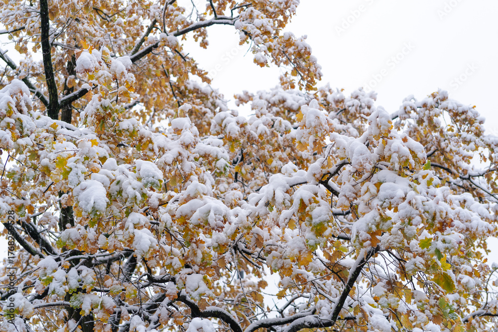 Fototapeta premium Yellow autumn oak in the snow, symbol of the first snow and the beginning of winter