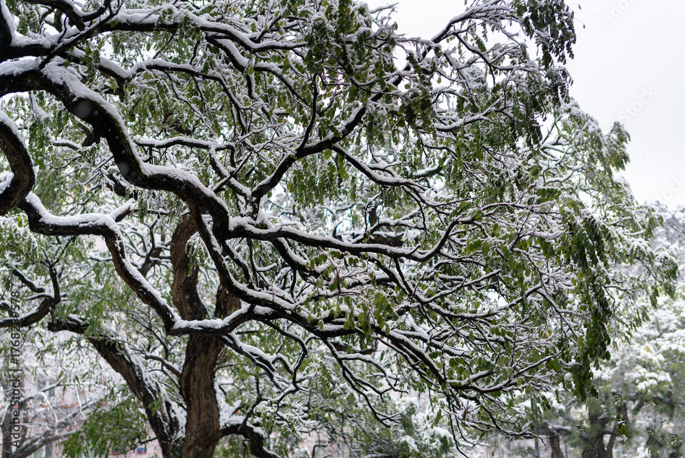 Fototapeta premium A green acacia tree covered with snow