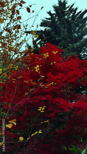 Vertical shot capturing the striking color transition of autumn, featuring brilliant red Japanese maple leaves and golden-yellow deciduous branches set against the deep green needles of a towering