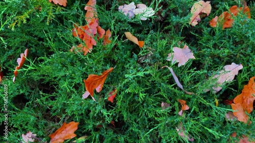 Horizontal, close-up, overhead shot of a dense, vibrant green coniferous ground cover, possibly juniper, dotted with scattered, dry oak leaves in shades of orange and brown, some with visible dew or