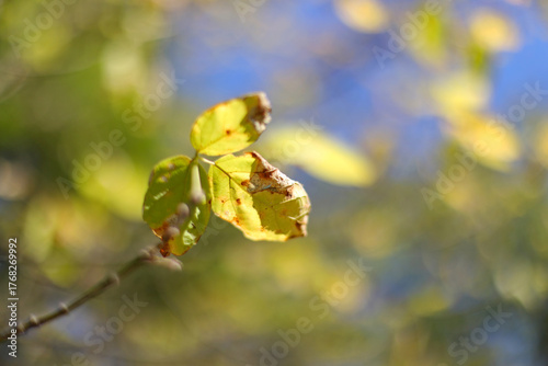 Autumn leaves on a tree