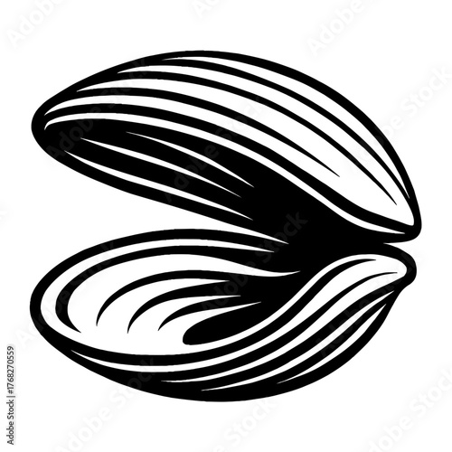 Stunning black and white line art illustration of an open clam shell, showcasing a bivalve mollusk with elegant ridged textures, perfect for marine, ocean, beach, and coastal themed designs