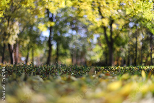 Autumn leaves in the park