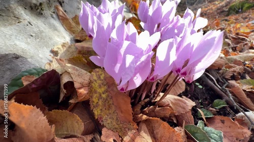 Cyclamen Flowers Blooming in Forest Under Soft Light
