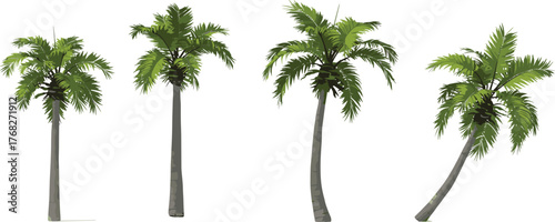 Palm tree illustration, tropical vegetation, curved trunk, green fronds, summer vibe, exotic plant, stylized tree, beach design, nature clipart, isolated graphic